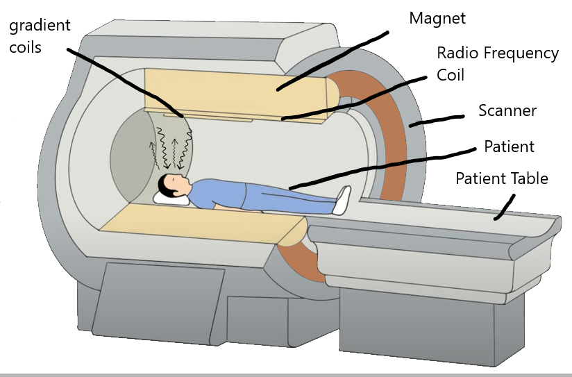 FMRI functional magnetic resonance imaging 2